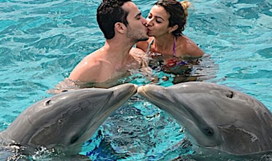 Dolphin Academy